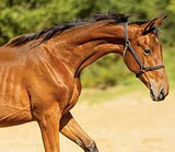 ЖЕРЕБЕЦ С ОТЛИЧНОЙ РОДОСЛО