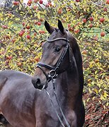 2,5л. жеребец на выездку