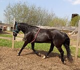 Мерин хобби/любители