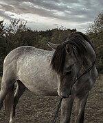 МОЛОДОЙ ЖЕРЕБЕЦ • ДЕШЕВО