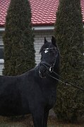 Мерин спортивной помеси