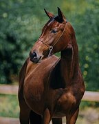 МОЛОДАЯ КОБЫЛА 