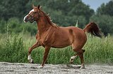 шикарная тракенка в спорт