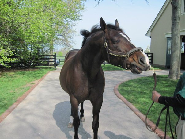 A.P. Indy на Lane's End Farm. 