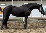 ИМПОРТНАЯ КОБЫЛА В ЛЮБУЮ ДИ