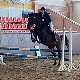 ЖЕРЕБЕЦ В КОНКУР И ВЫЕЗДКУ