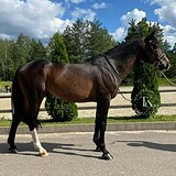 ГОЛШТИНСКИЙ МЕРИН 9 ЛЕТ