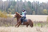САМЫЙ УНИВЕРСАЛЬНЫЙ КОНЬ