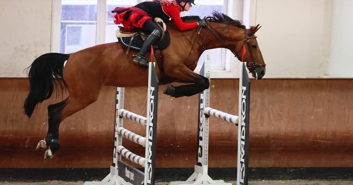 лошади породы марвари. донской скакун. иппосфера 2021 кабардинская порода. ростовская порода. ростовская порода.