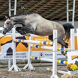 ТРАКЕНЕНСКИЙ ЖЕРЕБЕЦ 4 ГОДА