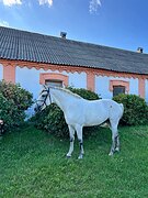 Мерин под любителя