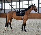 Кобыла молодая в спорт 