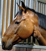 МАНЕВРЕННЫЙ МЕРИН В КОНКУР