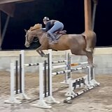 КОБЫЛА НА МАРШРУТЫ ДО 130 СМ