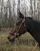 КОБЫЛА В ХОББИ