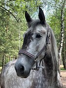 Орловская кобыла