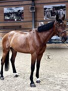 СТАРТОВЫЙ ОПЫТ ДО 145 СМ