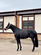 импорт! голштинский жеребе