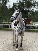 КРАСИВАЯ КОБЫЛА В КОНКУР