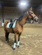 ВЫСОКАЯ КОБЫЛА В ХОББИ