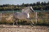 Андалуз выездка ППЮ 