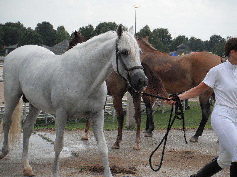 At the Lexington Kentucky Horse Park, Breyerfest in Kentucky, America. July 2012 
