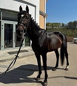 Жеребец в конкур 
