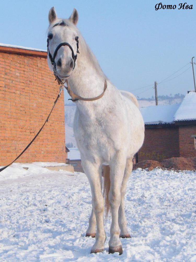 Неаполь(Агат-Новелла)