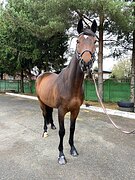 Вестфалец, ЮЕ, троеб 2*