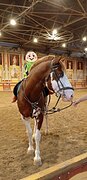 НАРЯДНЫЙ ПОТОМОК ПЕЙНТХОРС