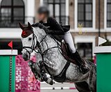 Мерин в конкур 