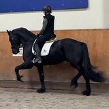 ФРИЗСКИЙ ЖЕРЕБЕЦ 3 ГОДА