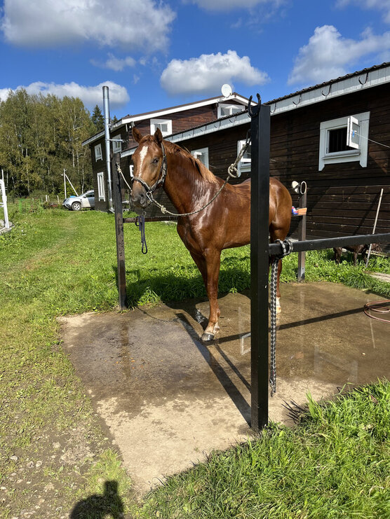 Недорогие лошади. Продается конь. Лошади которые продаются. Пегий орловский рысак. Продам лошадь.