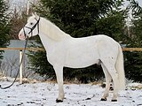 Мерин 