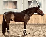 ВЫСОКИЙ ЖЕРЕБЕЦ