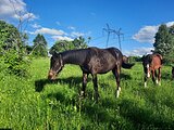 РВП кобыла 2025 гр