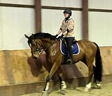 Мерин в спорт 