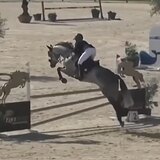 ПЕРСПЕКТИВНАЯ КОБЫЛА 8 ЛЕТ