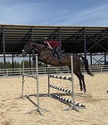 МЕРИН В КОНКУР