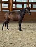 ПСЛ 3хлетка