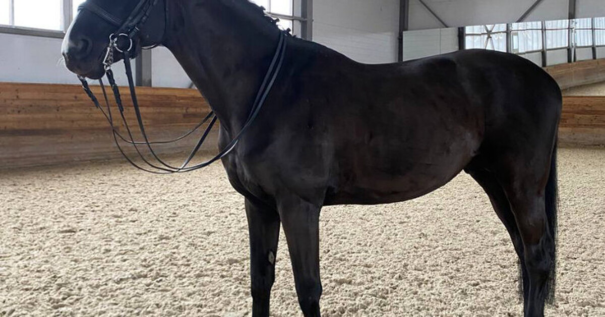 Финляндия чемпионат по конному спорту