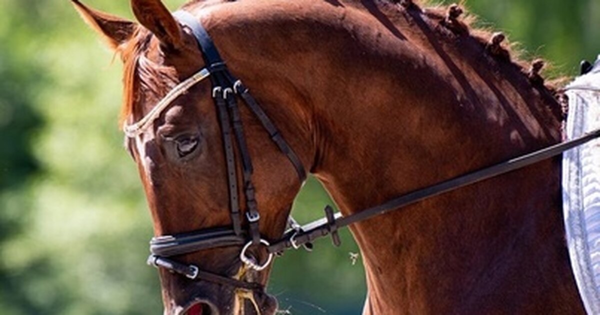 Конный спорт правила