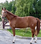 ЮНОШЕСКИЕ ЕЗДЫ ПЕРСПЕКТИВА