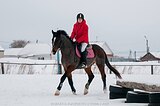 Тракено-ганновер 