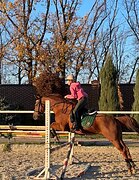 кобыла в конкур под ребенка