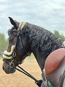 Детская лошадь в конкур