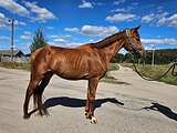 Верховая помесь, мерин