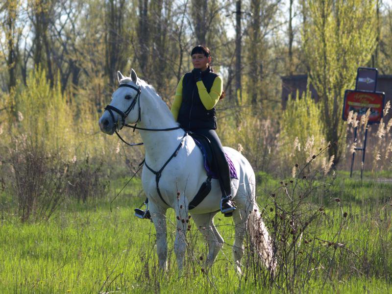 Мемфис-орловский жеребец