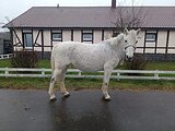 Отличная кобыла детям!