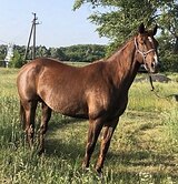 КОБЫЛА В ЛЮБУЮ ДИСЦИПЛИНУ 